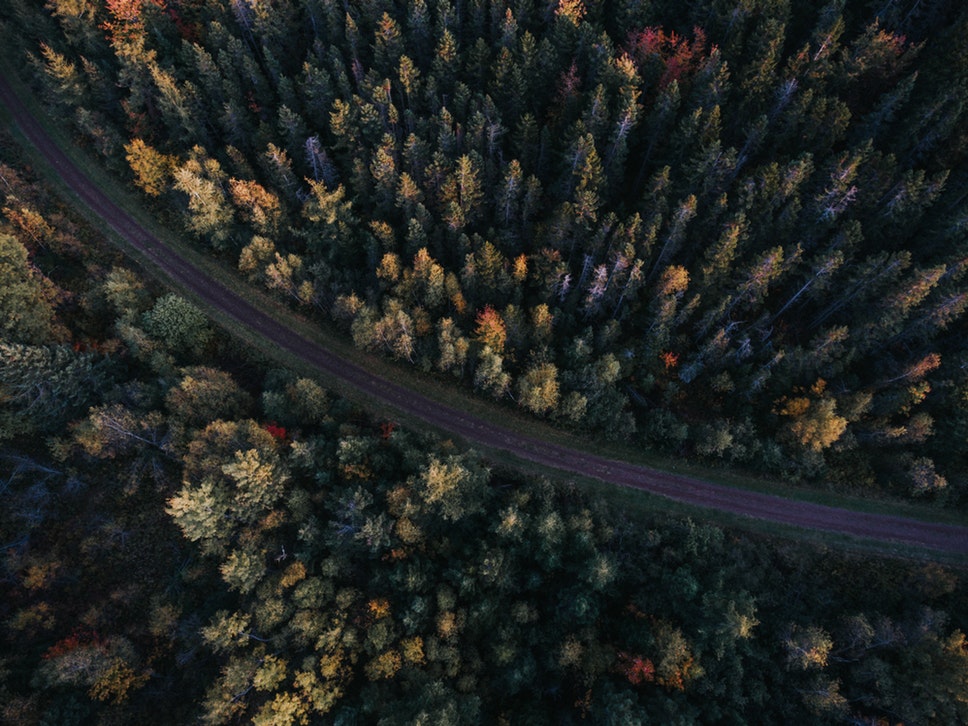 overhead woods